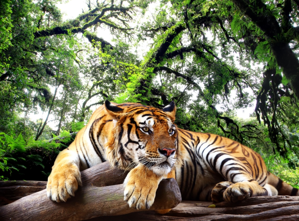 Тигр под деревом