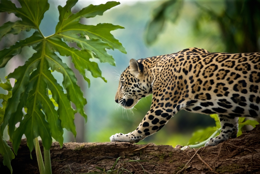 Леопард на охоте