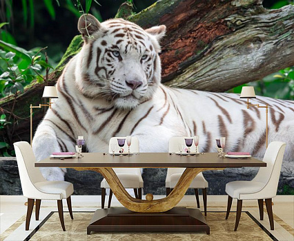 Белый тигр на отдыхе в интерьере кухни с большим столом