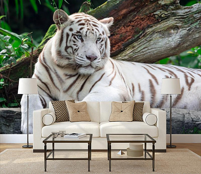 Белый тигр на отдыхе в интерьере гостиной с диваном
