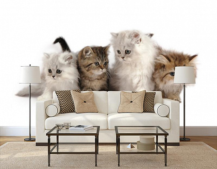 Милые котята в интерьере гостиной с диваном
