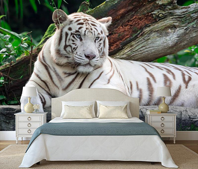Белый тигр на отдыхе в интерьере спальни