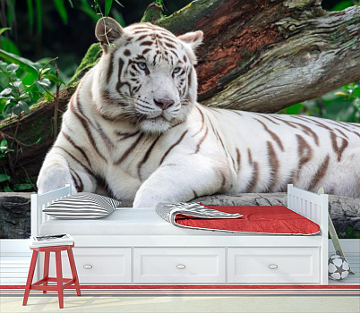 Белый тигр на отдыхе в интерьере детской комнаты мальчика