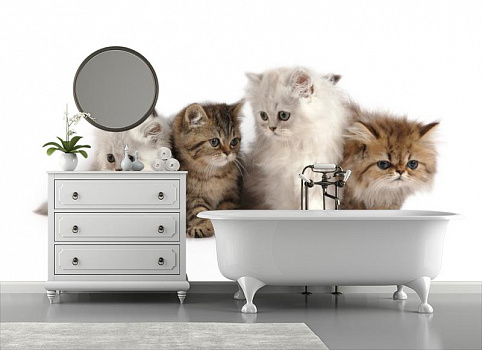 Милые котята в интерьере ванной