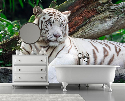Белый тигр на отдыхе в интерьере ванной